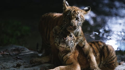 Братята тигри