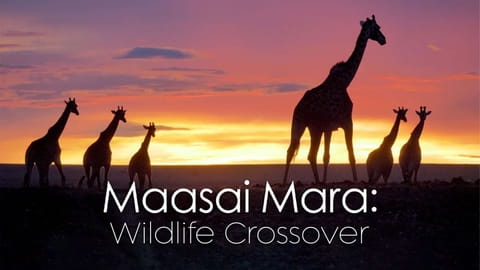 Масаи-Мара: Мир дикой природы (2020)