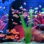 Sledovat Aquarium 4K online