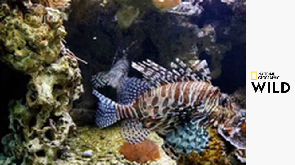 Zabójcze królestwo Afryki E3 - Rafy koralowe