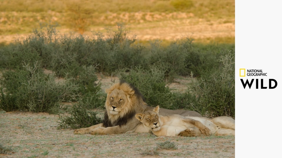 Zabójcze królestwo Afryki E3 - Rafy koralowe