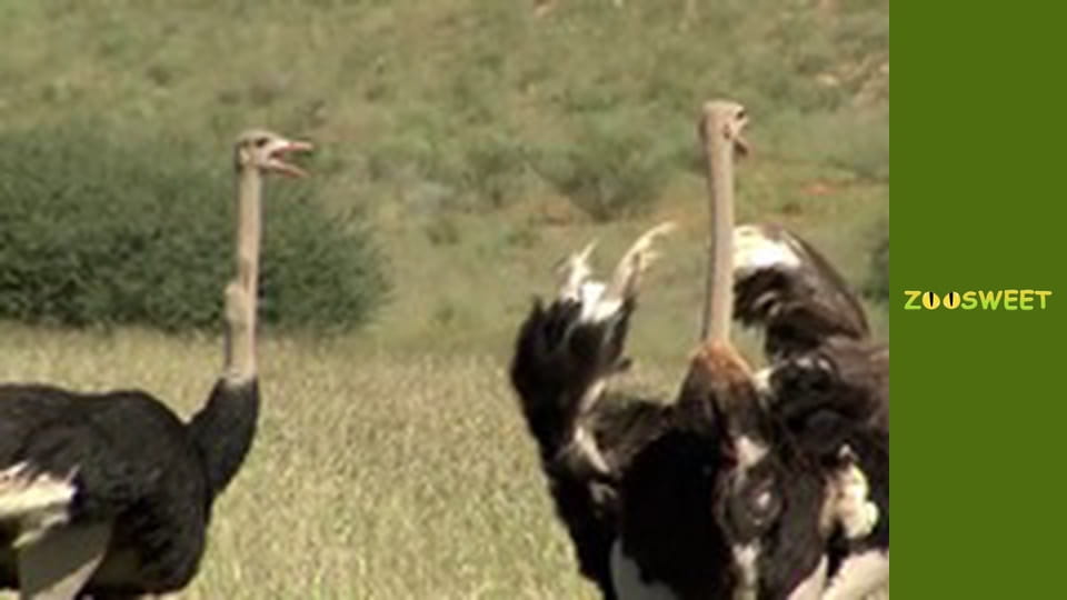 Сіяйа, Сезон 1, Випуск 17