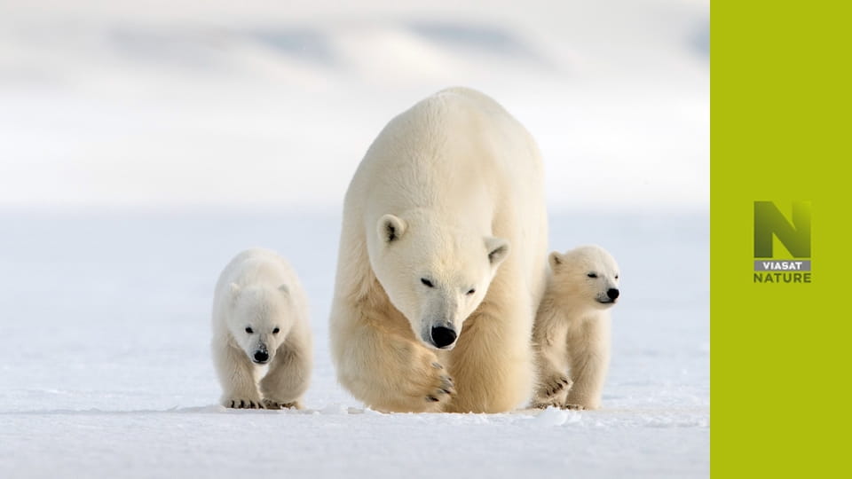 Снігові ведмеді