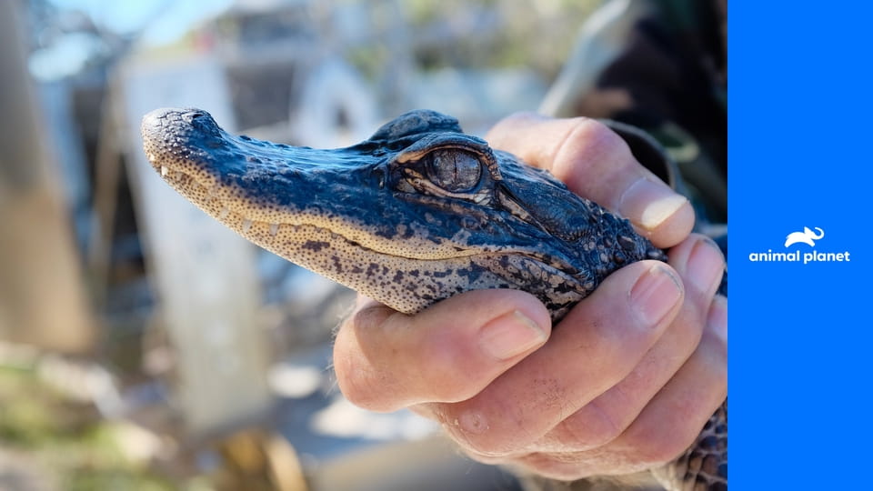 Полиция Майами: отдел по защите животных S16E5 - Крупнейшая спасательная операция