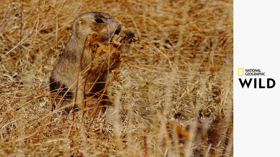Život psounů S1E12 - Dvojité potíže