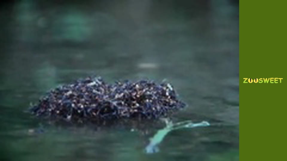 Animal communities, Season 1, Episode 9