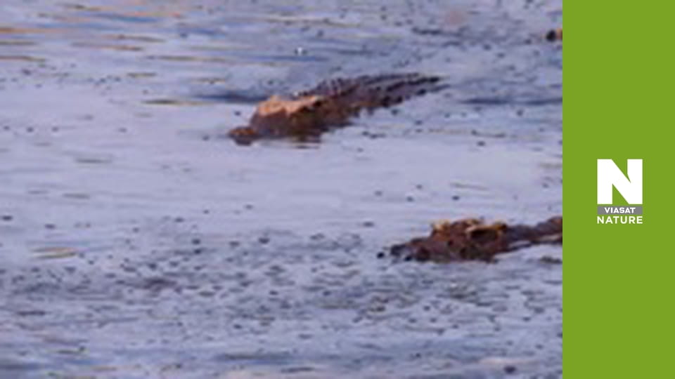 Massive Africa - Mashatu