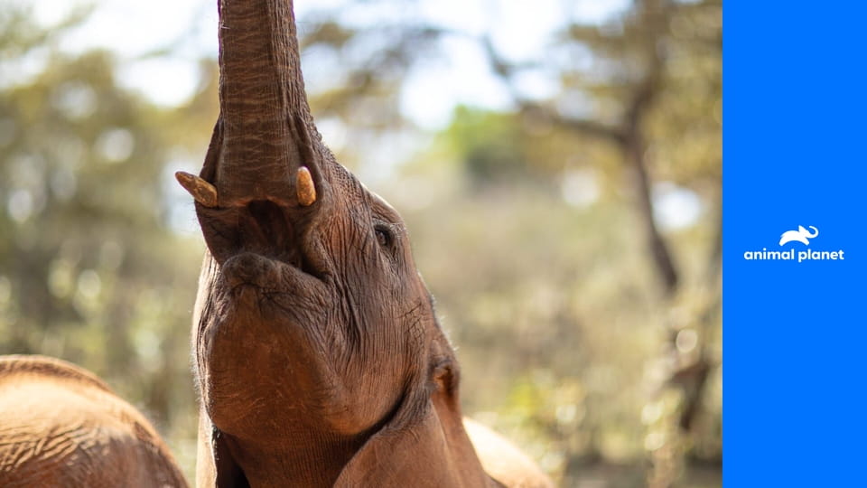Hrdinové z The Dodo S2E5