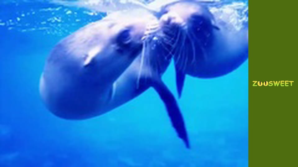 Animal communities, Season 1, Episode 2