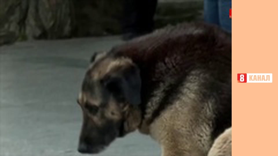 "Прогнози та передбачення".