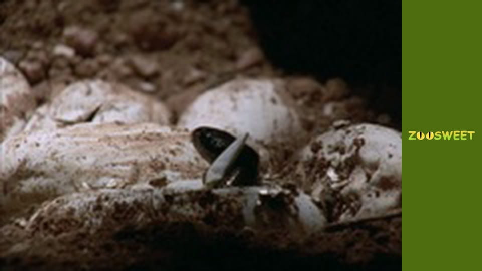 Wild Animals - episode 10