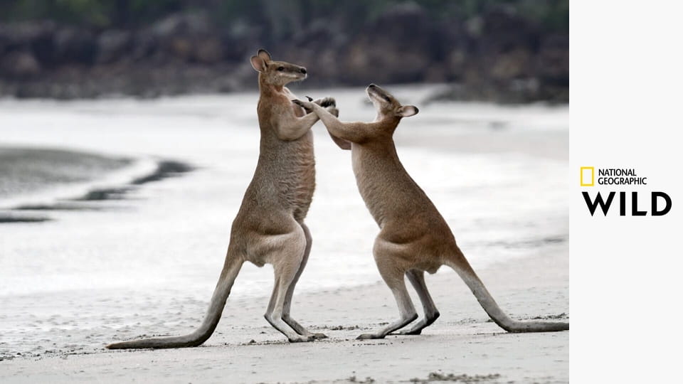 Zadziwiająca Australia S1E1 - Nieposkromione puszcze