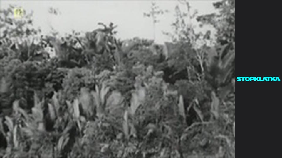 Wojciech Cejrowski - boso przez świat S1E46 - Nowa Gwinea, 1969