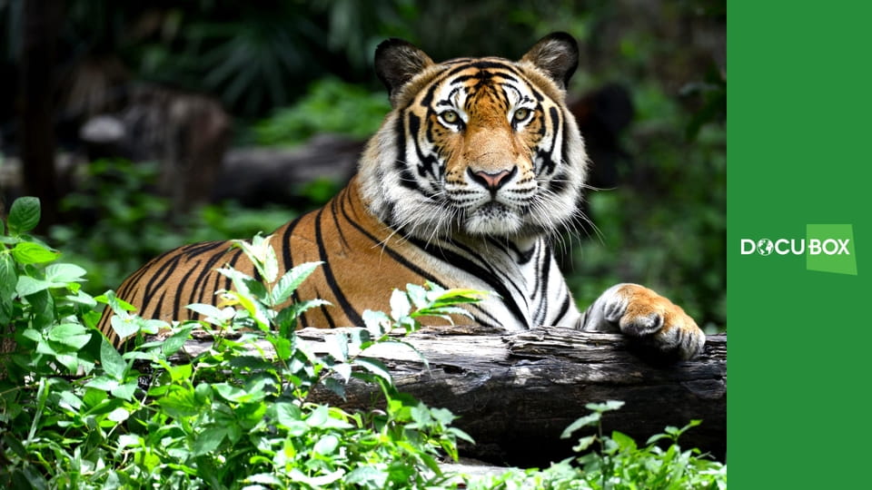 Wyścig o życie S1E5 - Urodzeni wojownicy