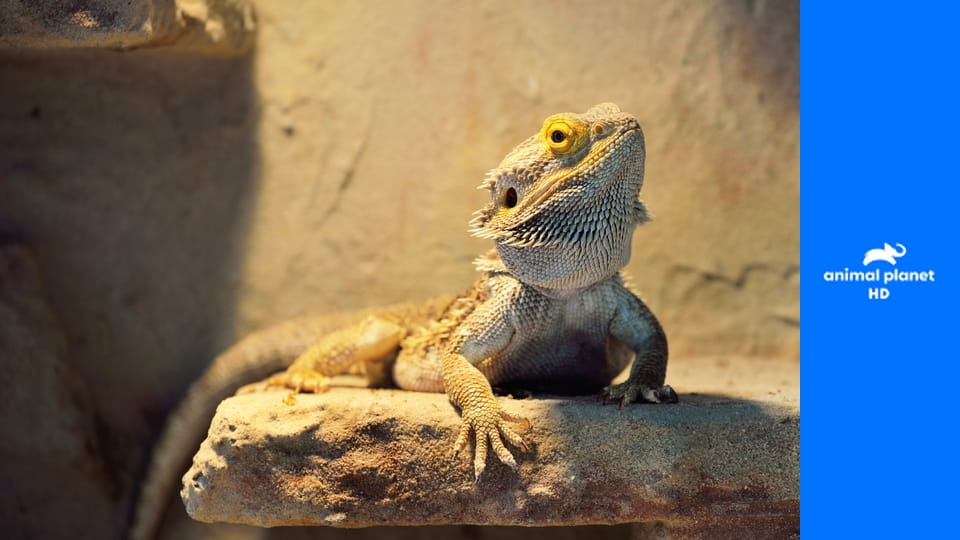 Дома для животных S2E8 - Подземный рай