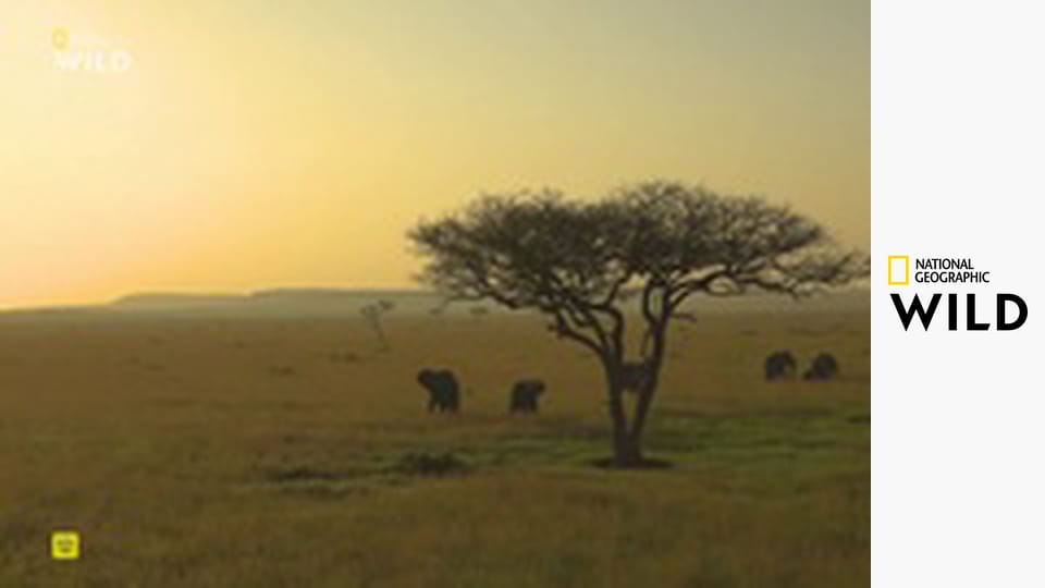 Línie predátorov (2)