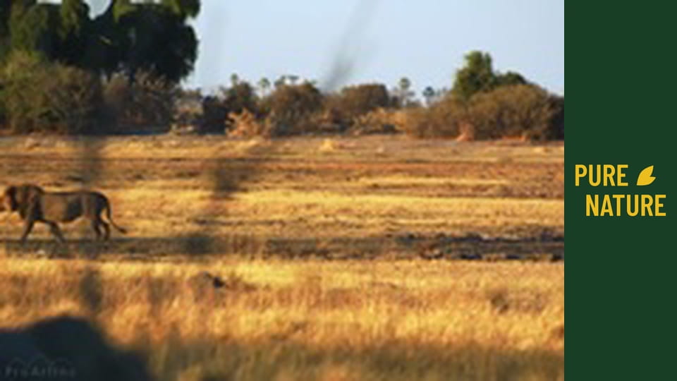 Divoká zvířata Afriky: Lvi