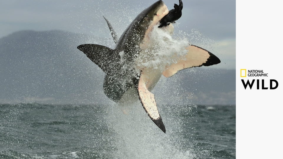 Животные-убийцы