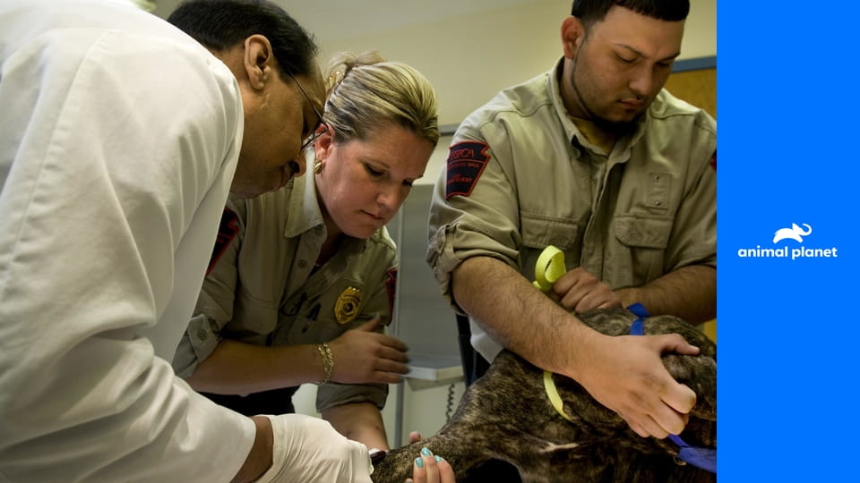 Полиция Филадельфии - отдел по защите животных S12E12 - Кошачий убийца