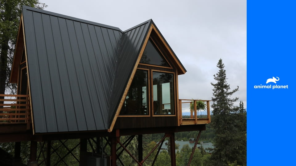 Дома на деревьях S6E8 - Дом острых ощущений