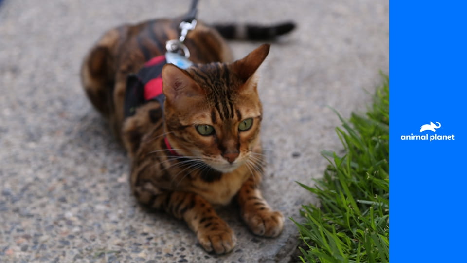 Адская кошка S8E4 - Дикий кот в магазине