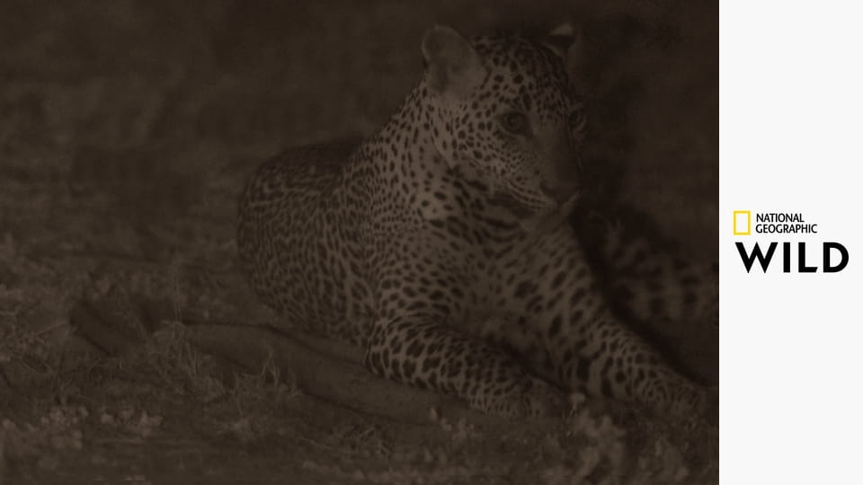 Nejnebezpečnější zvířata světa S1E1 - Vražedkyně