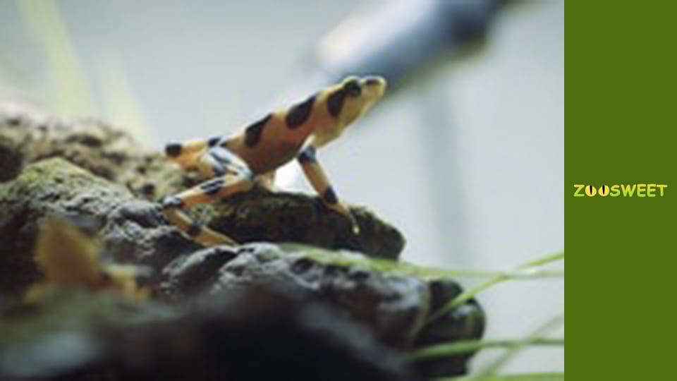 Walking Wild at the San Diego - episode 18