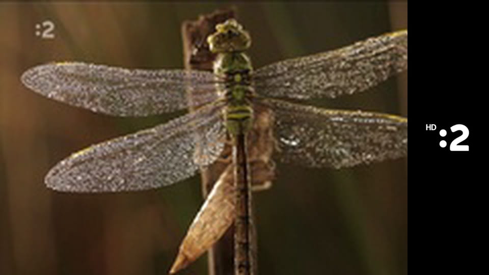 Byť tak zvieratkom E8 - Diviak