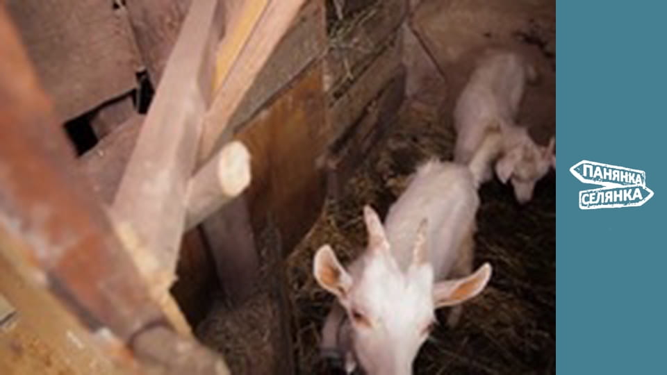 City Girl, Country Girl, Season 5, Episode 2