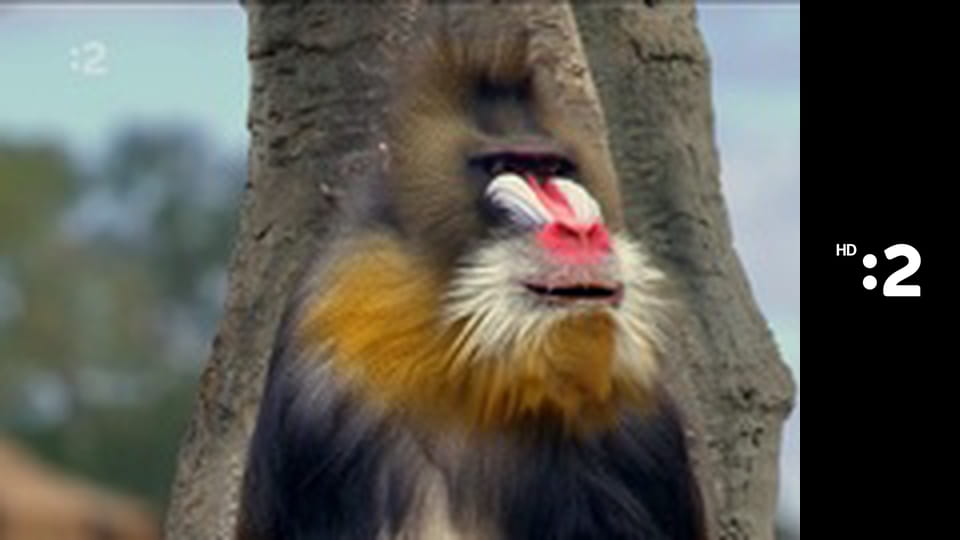 Čudná príroda E10