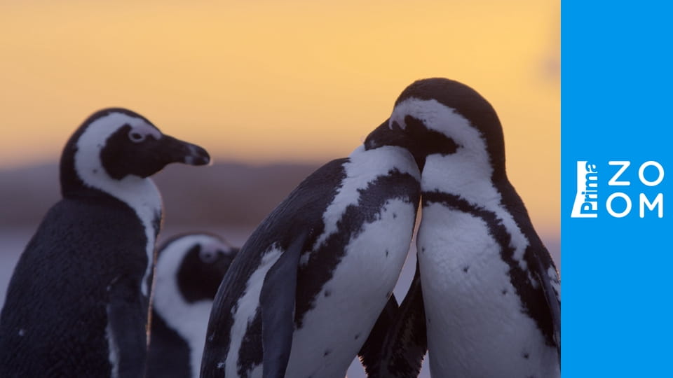 Africký vodní svět E5 - Modrá laguna