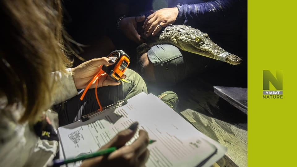 Віч-на-віч S1E2 - Крокодили