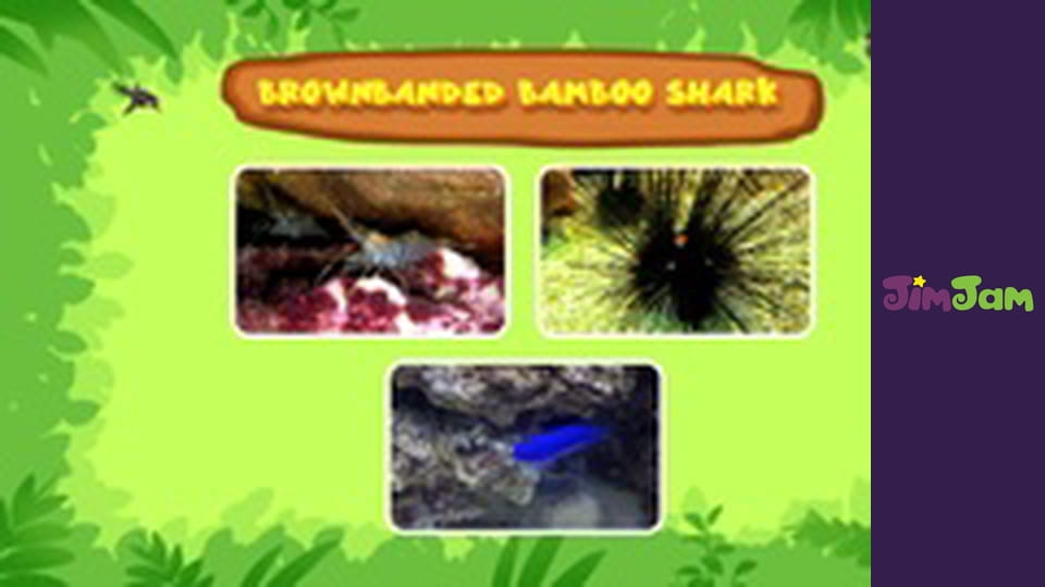 Leo the Wildlife Ranger S3E32 - The Oceans Vaccum Cleaner