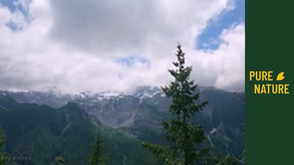 Parcul Național Mount Rainier