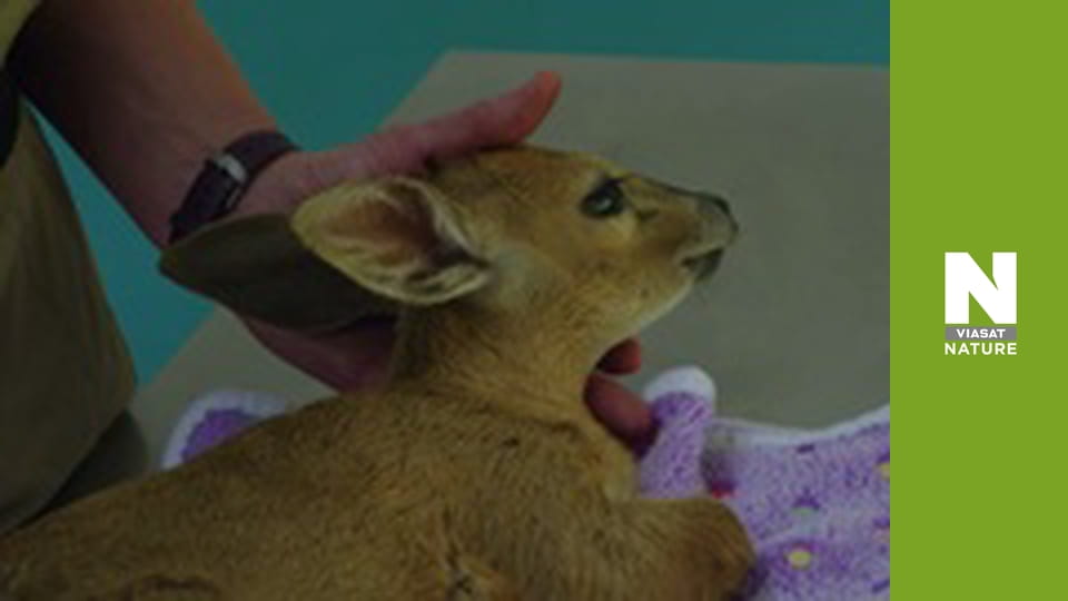 Malawi Wildlife Rescue - An Island Home