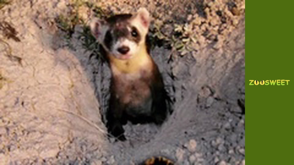 Survival, Season 1, Episode 14