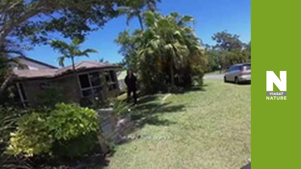 Aussie Snake Wranglers - Terror in the Bedroom