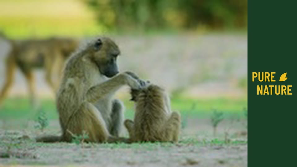 Дивите животни на Африка: Национален парк Мана Пулс