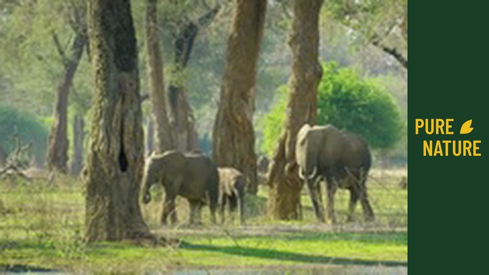 Divoká zvířata Afriky: Národní park Mana Pools