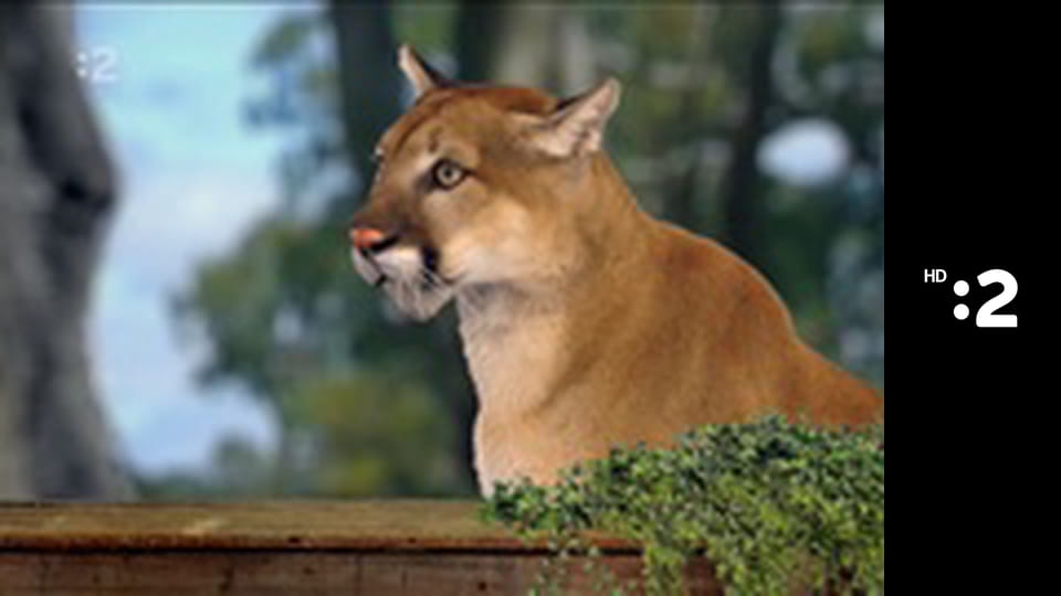 Zázračný miniateliér E93 - Pečené šarkany