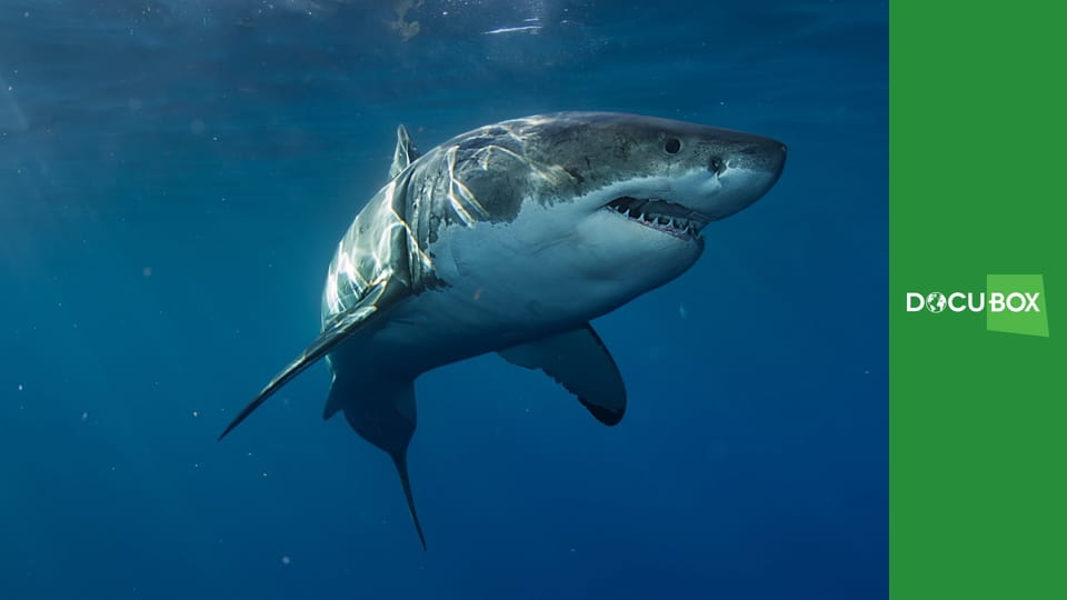 Podwodny świat S6E5