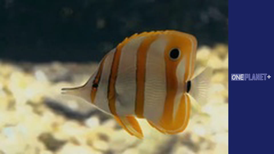 Art of Space. - episode 27