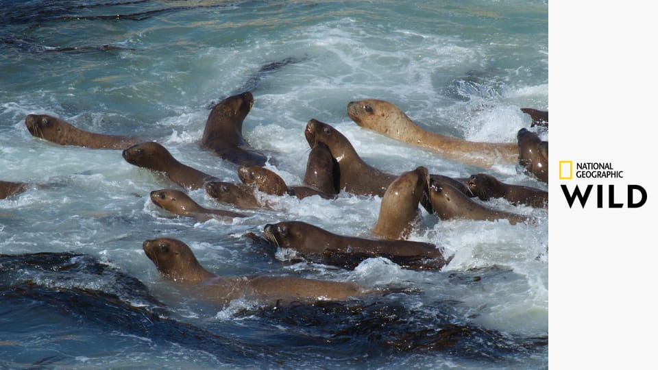 Nieposkromiona Ameryka Południowa