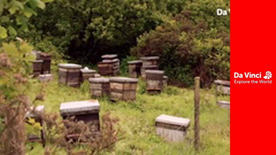 Do You Know? - Beehive & Mug