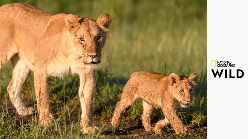 Královny říše zvířat S1E2 - Královny Afriky