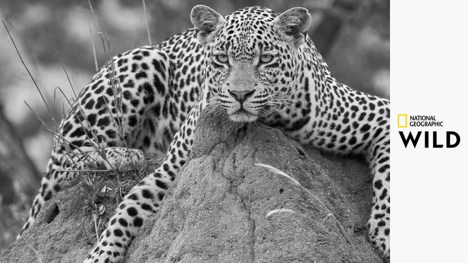 Ragadozó-vérvonalak S1E2 - Oroszlán-örökség