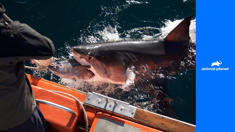 Акуле в зубы