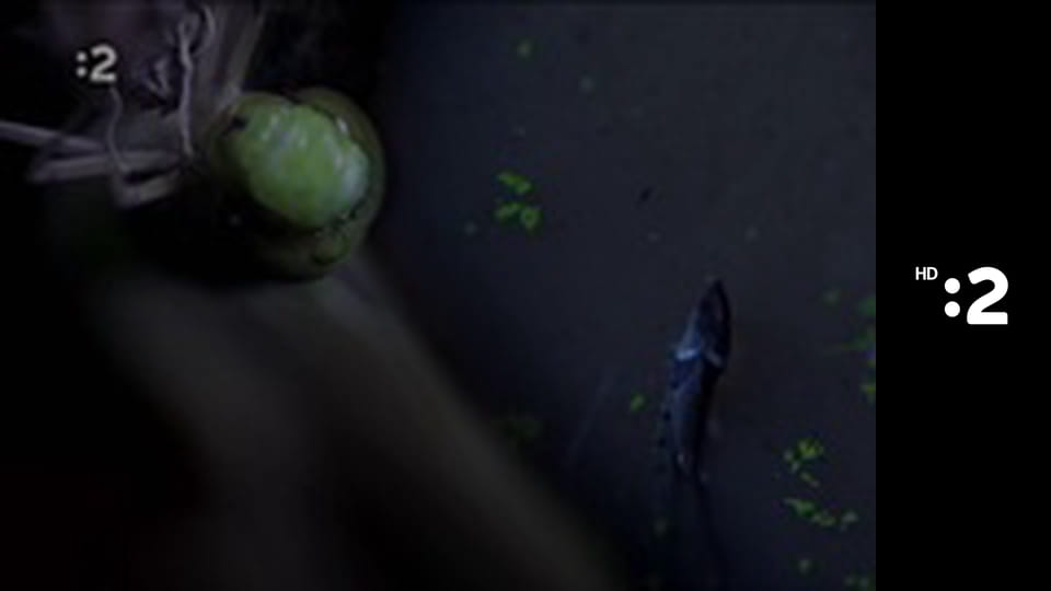 Byť tak zvieratkom E7 - Diviak