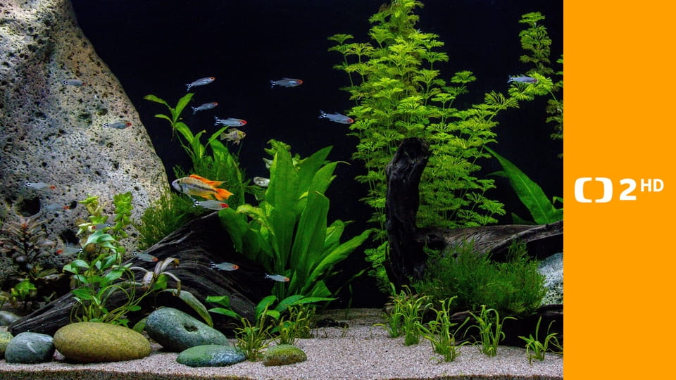 Akvárium - stinná stránka hobby