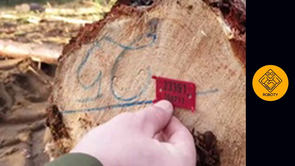 Wycinanie lasów i sadzenie drzew. Co robi leśniczy?